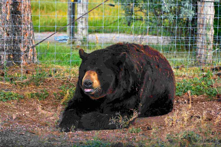 bear country usa